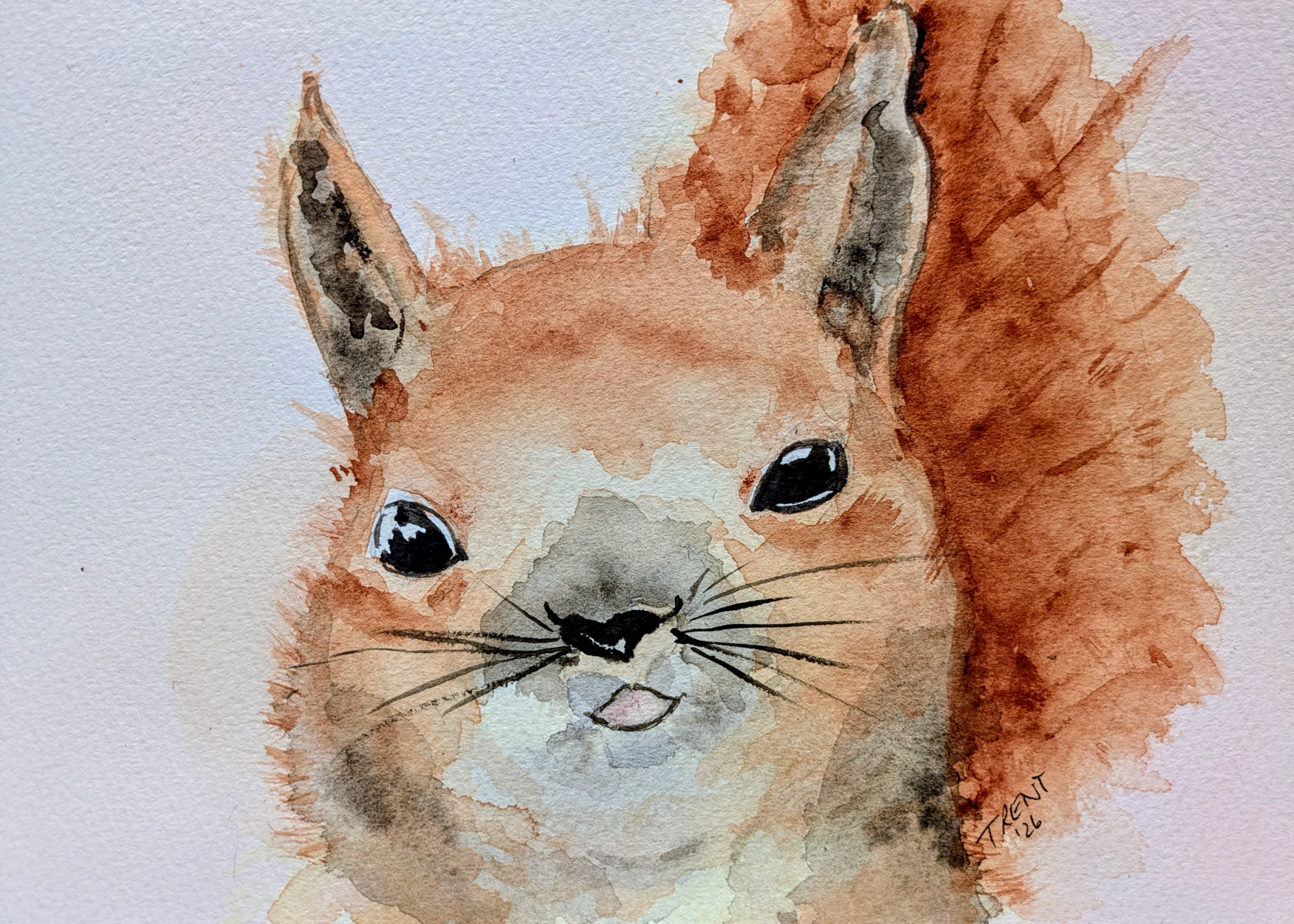 Watercolor painting of a red squirrel.