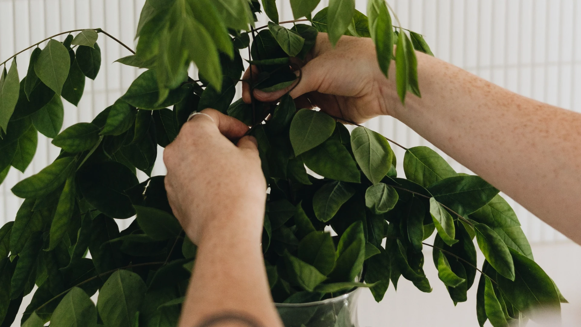 Préparation de décoration intérieure avec des branches vertes dans un vase, guide de rénovation résidentielle.