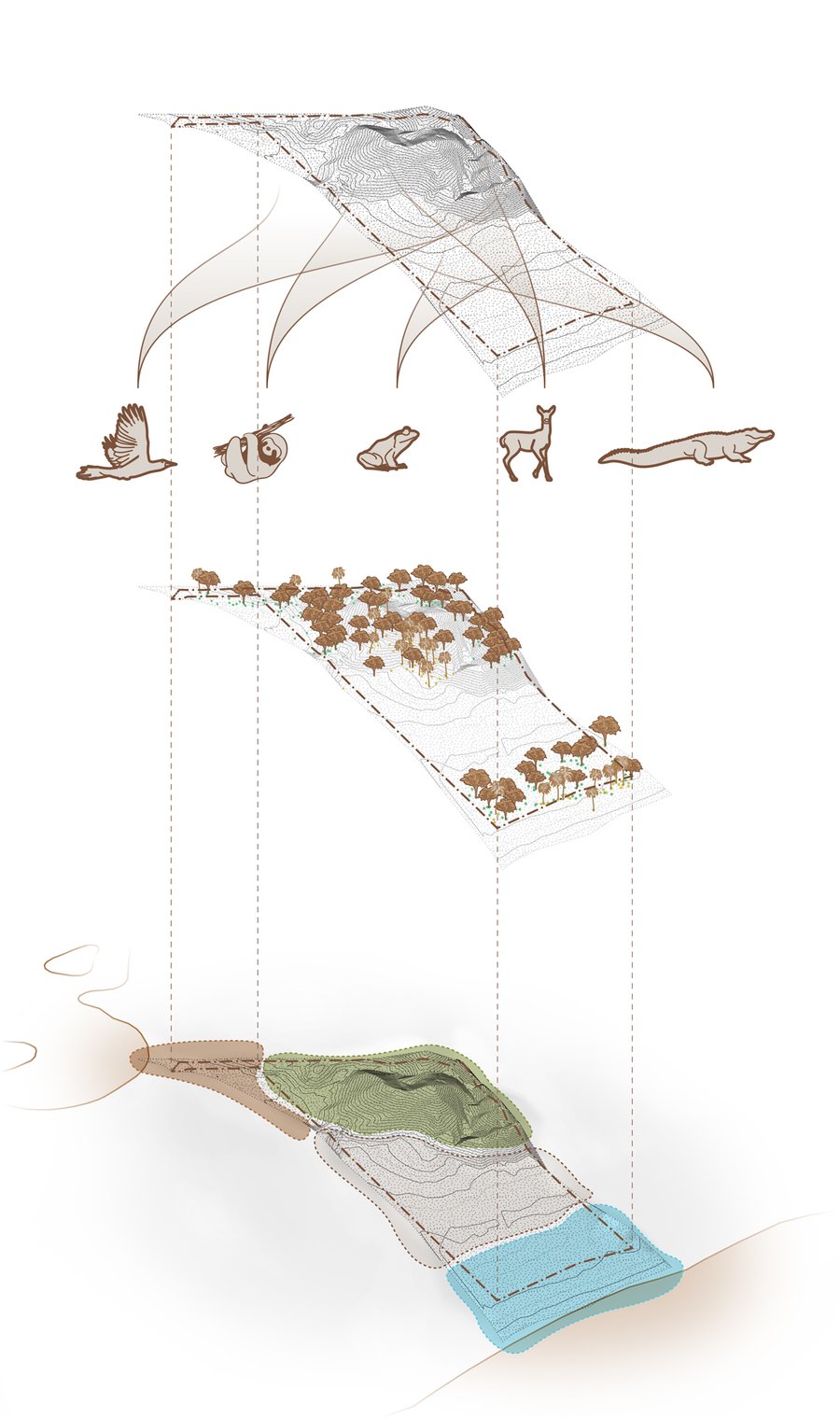 2022030_REDFROG-BASTIMENTOS_Fauna