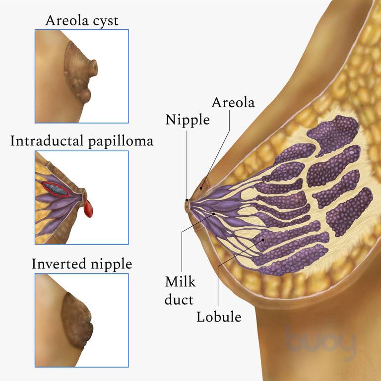 Nipple - Pocket Anatomy