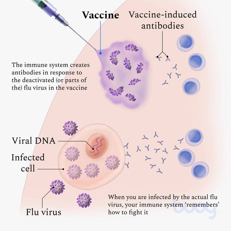 Distinguer la grippe saisonnière de la COVID-19 - Bioexcel