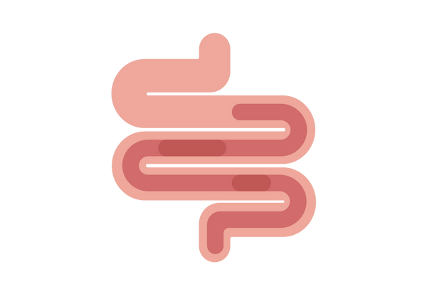Un tubo rosado en bucle que representa un intestino. La mitad inferior del tubo contiene un tubo más pequeño y oscuro, con manchas más oscuras a lo largo.