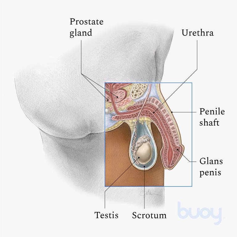 Penile bumps shaft treatment on Penis Bumps