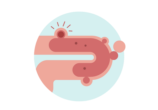 A light blue circle with a pink intestine running through. It enters at the left, goes almost all the way across, and loops back under itself to exit the circle at the bottom left. Inside the tube is a darker pink section with round protrusions that cause the outer tube to bulge. One of the bulges at the top is bright red and has four action lines emanating from it.