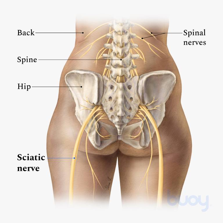 Lower Back Pain Types Symptoms Treatment