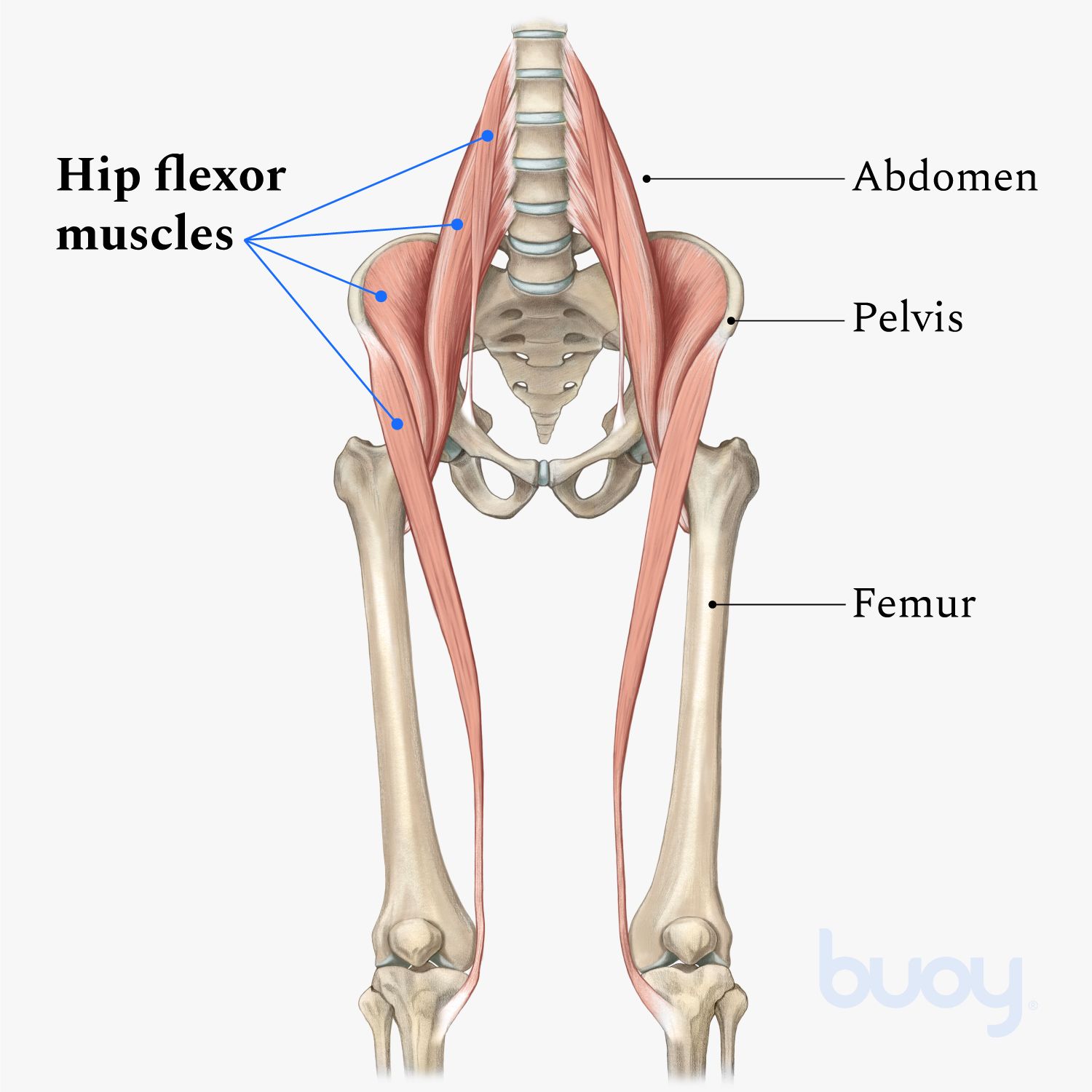 Understanding Hip Flexor Pain