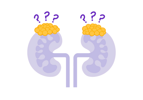 An illustration of two purple kidneys with bright yellow adrenal glands. There are three dark purple question marks over each adrenal gland.