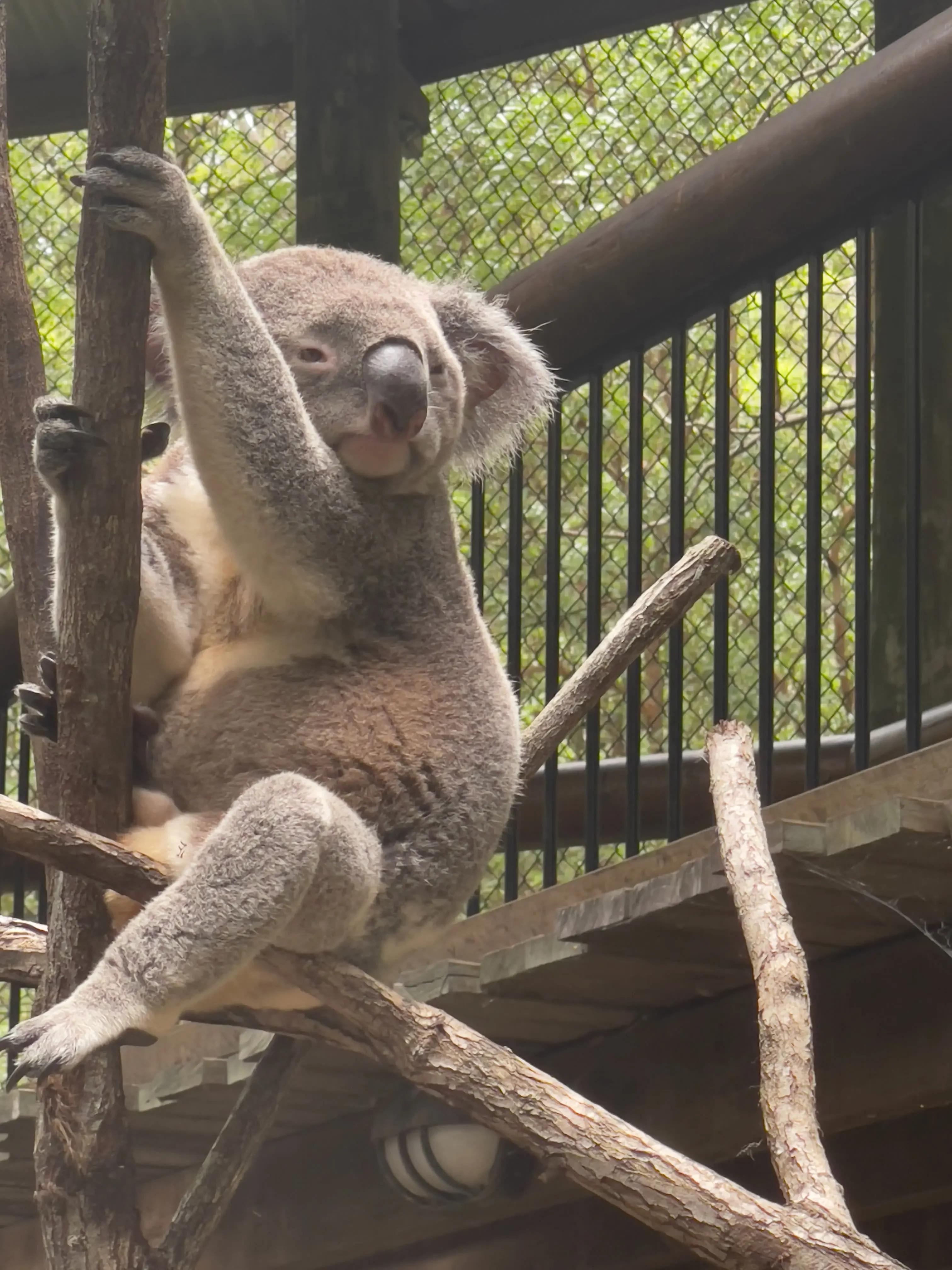 Meeting the sleepy locals at Brisbane's koala sanctuary