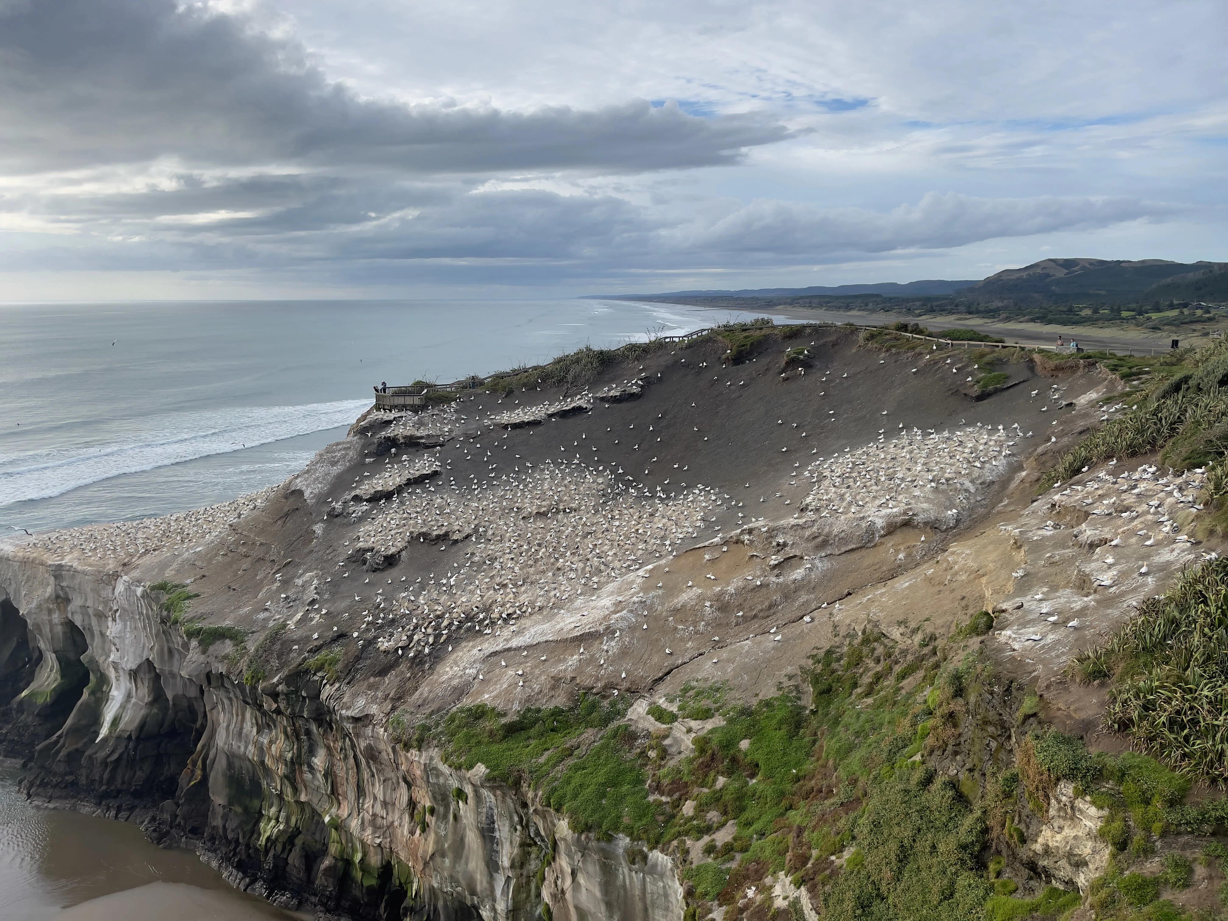 Muriwai Gannet Colony: A Front-Row Seat to Nature’s Spectacle