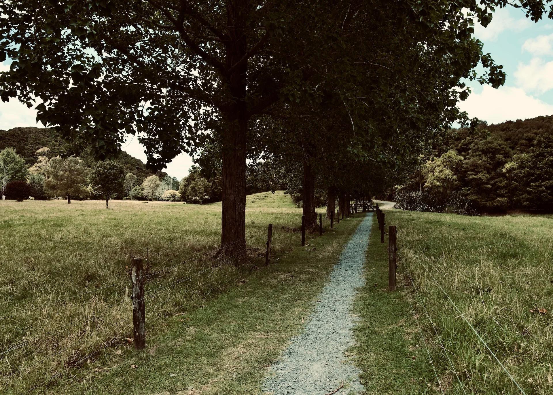 Tanekaha Walking Track