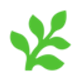 Fern icon