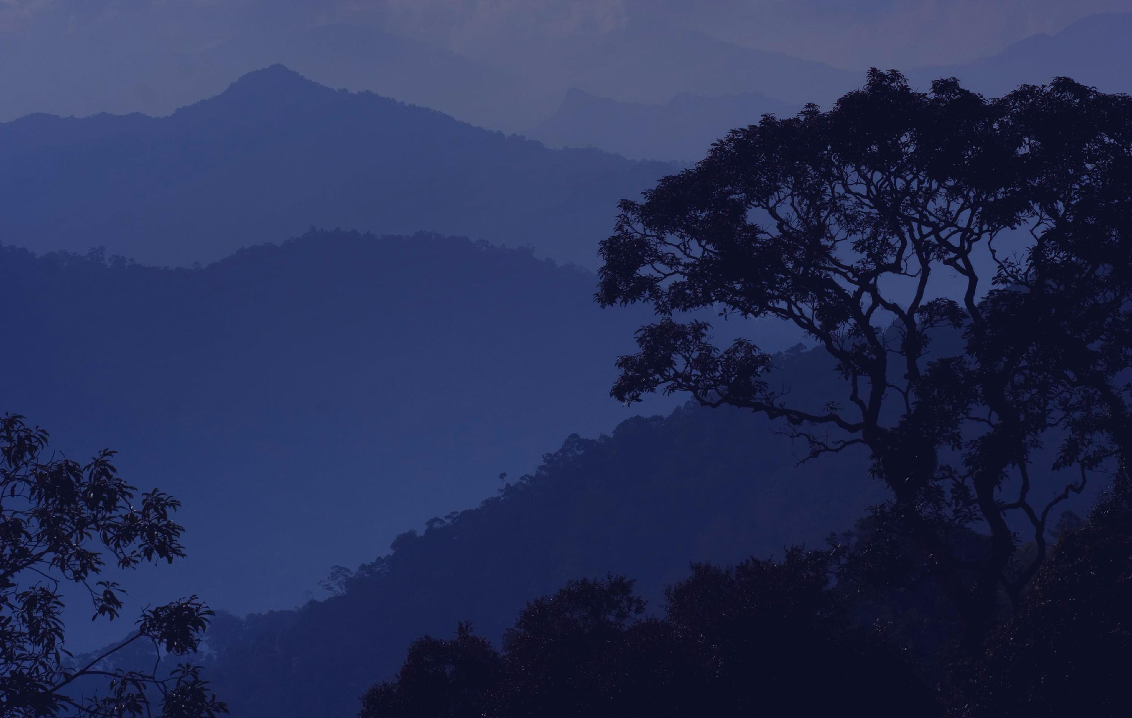 Calm Nocturnal Forest