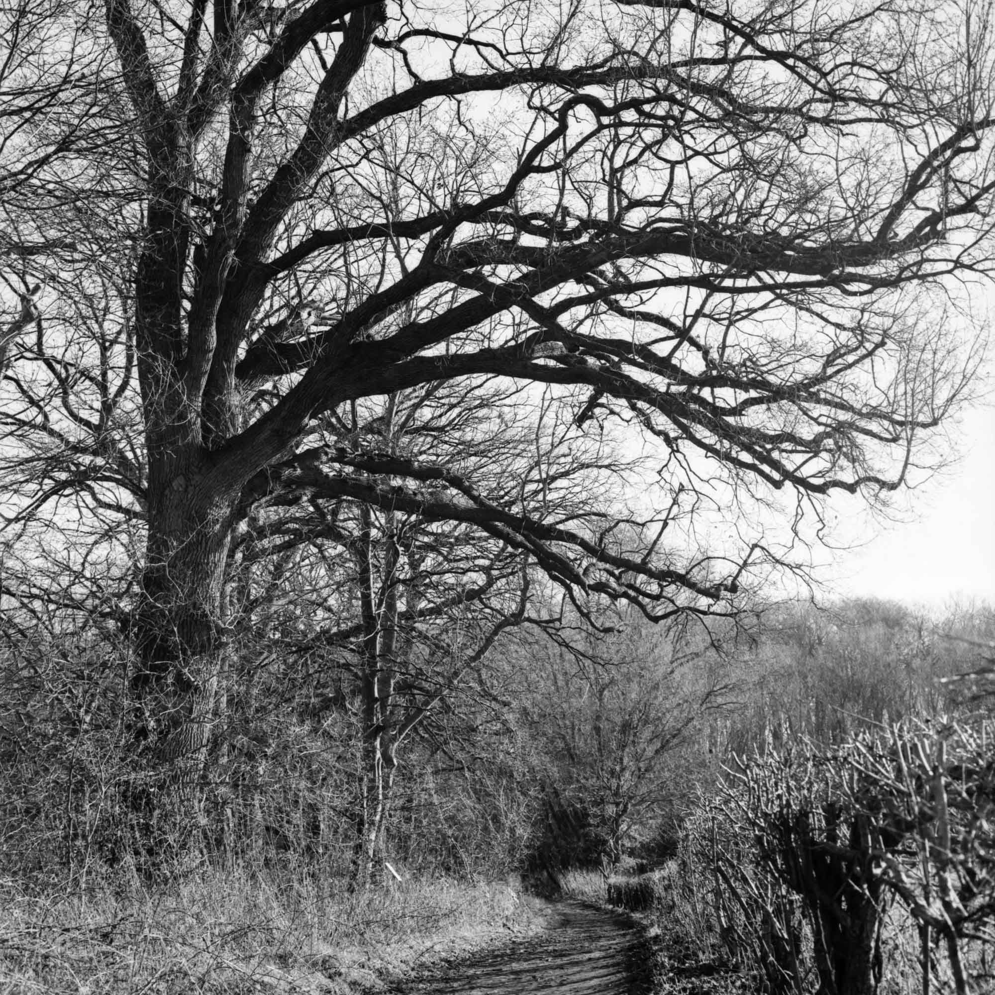 Schwarzweißfoto von verzweigten Bäumen am Rande eines Weges, der in einen Wald führt.