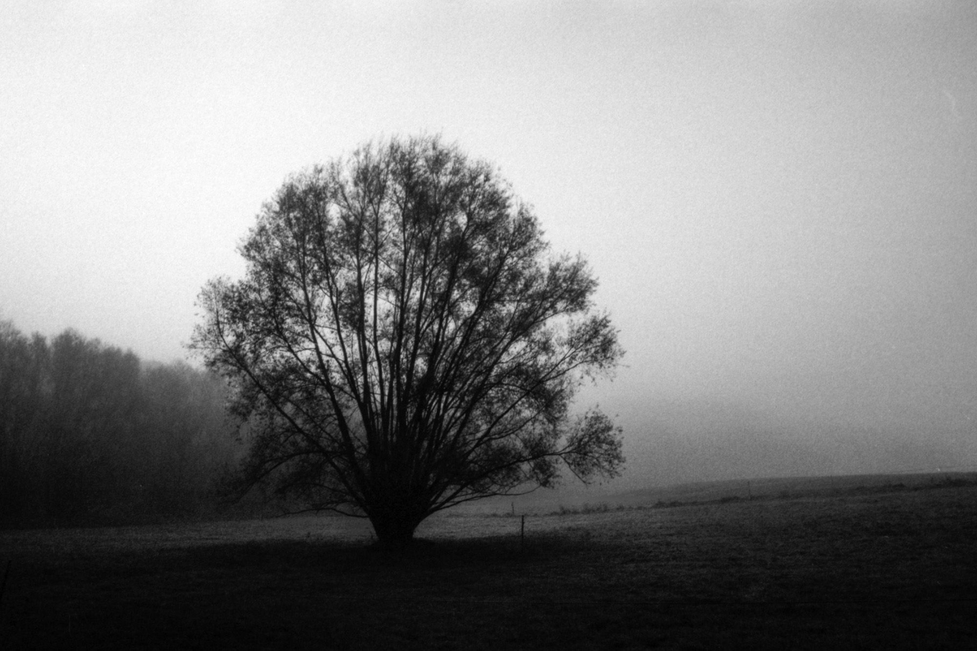 Ein einzelner Baum steht im dichten Nebel und zeigt seine filigranen Äste.