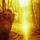 Redscale Fotografie einer Waldansicht mit Lichtstrahl mitten durch.
