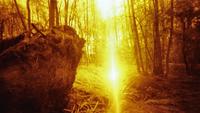 Redscale Fotografie einer Waldansicht mit Lichtstrahl mitten durch.