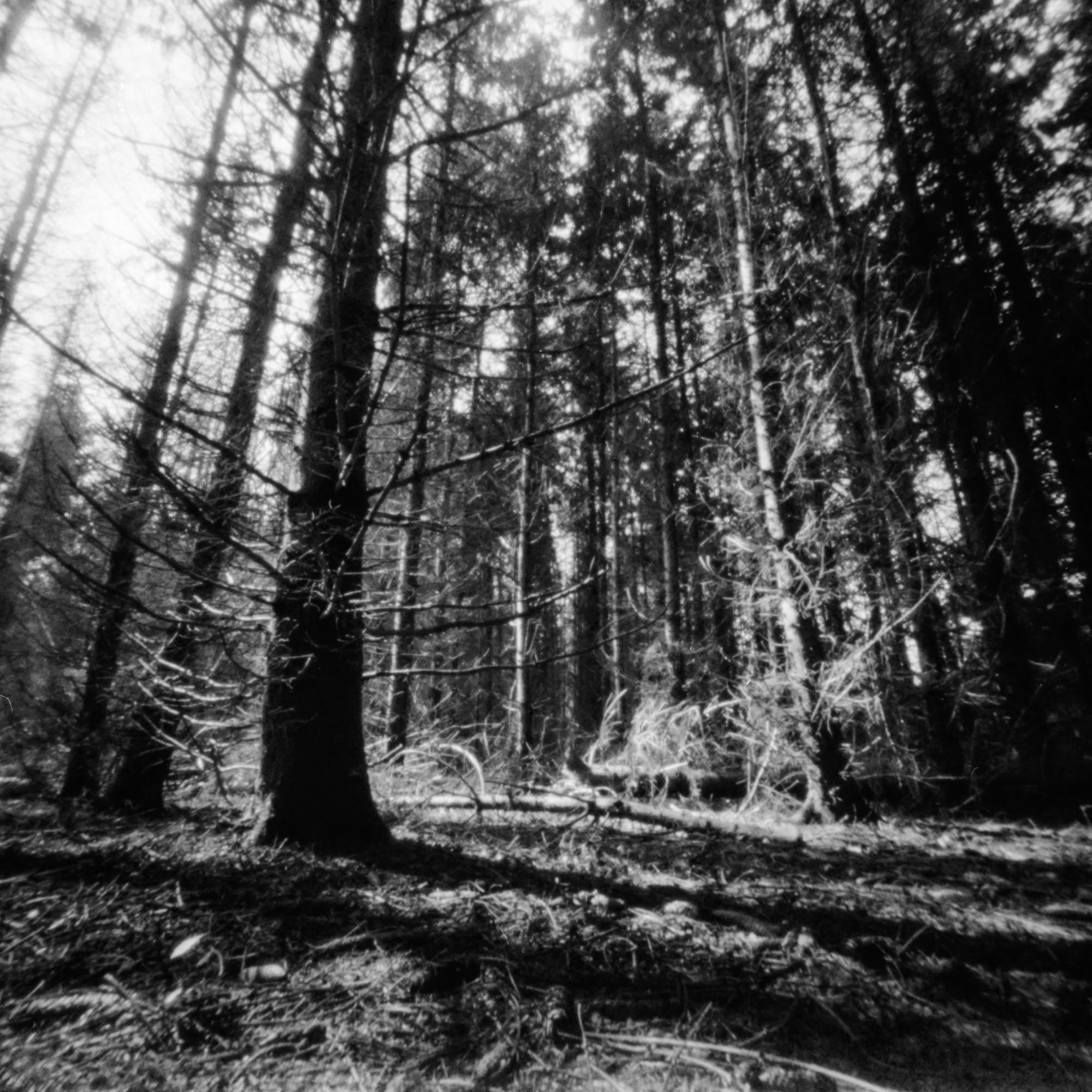 Wald im Frühling