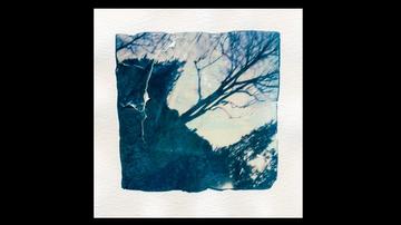 Polaroid Emulsion Lift abstract tree