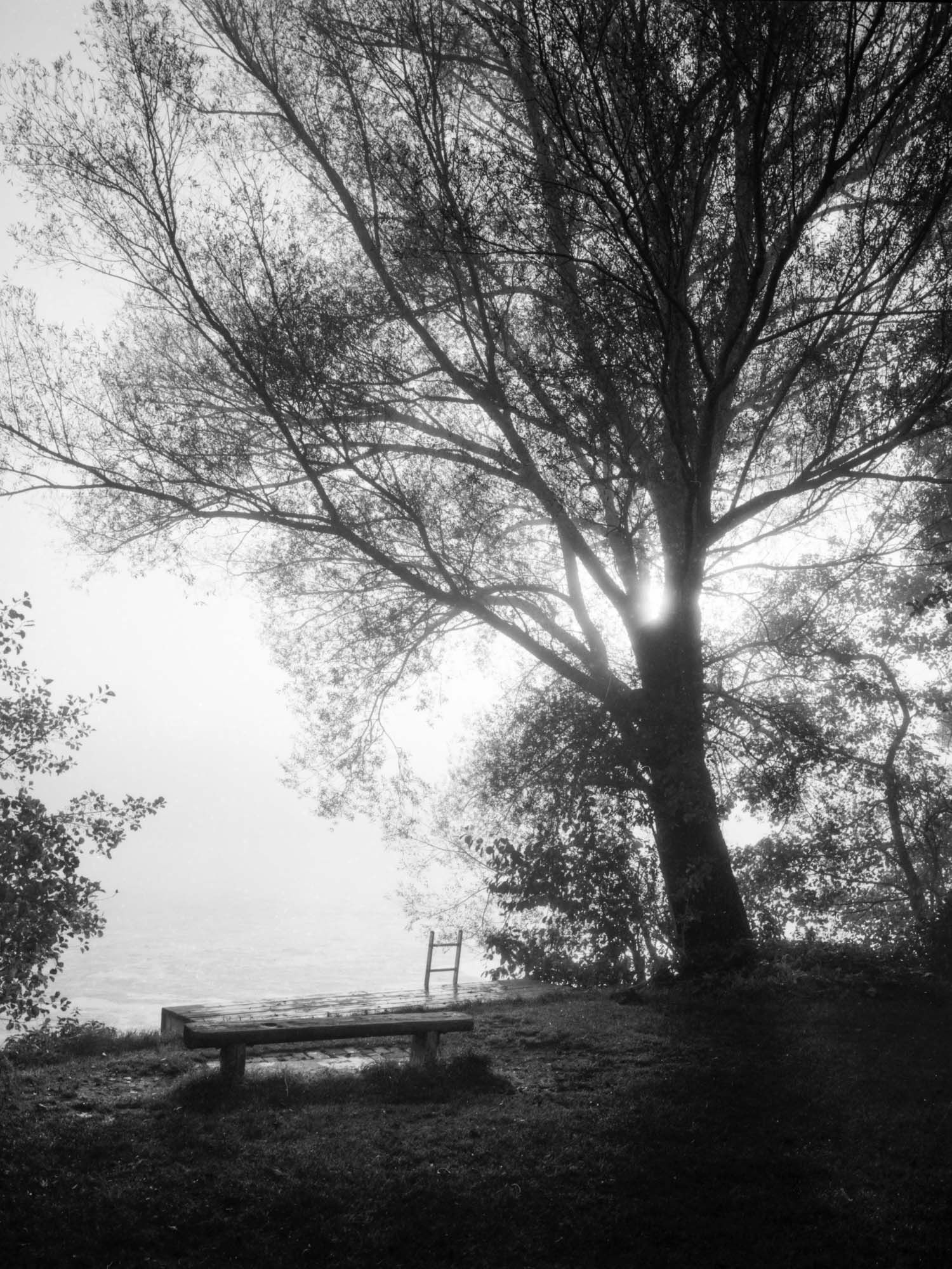 Schwarzweiß Bild eines beeindruckenden Baumes am Wasser stehend im nebligen Morgenlicht