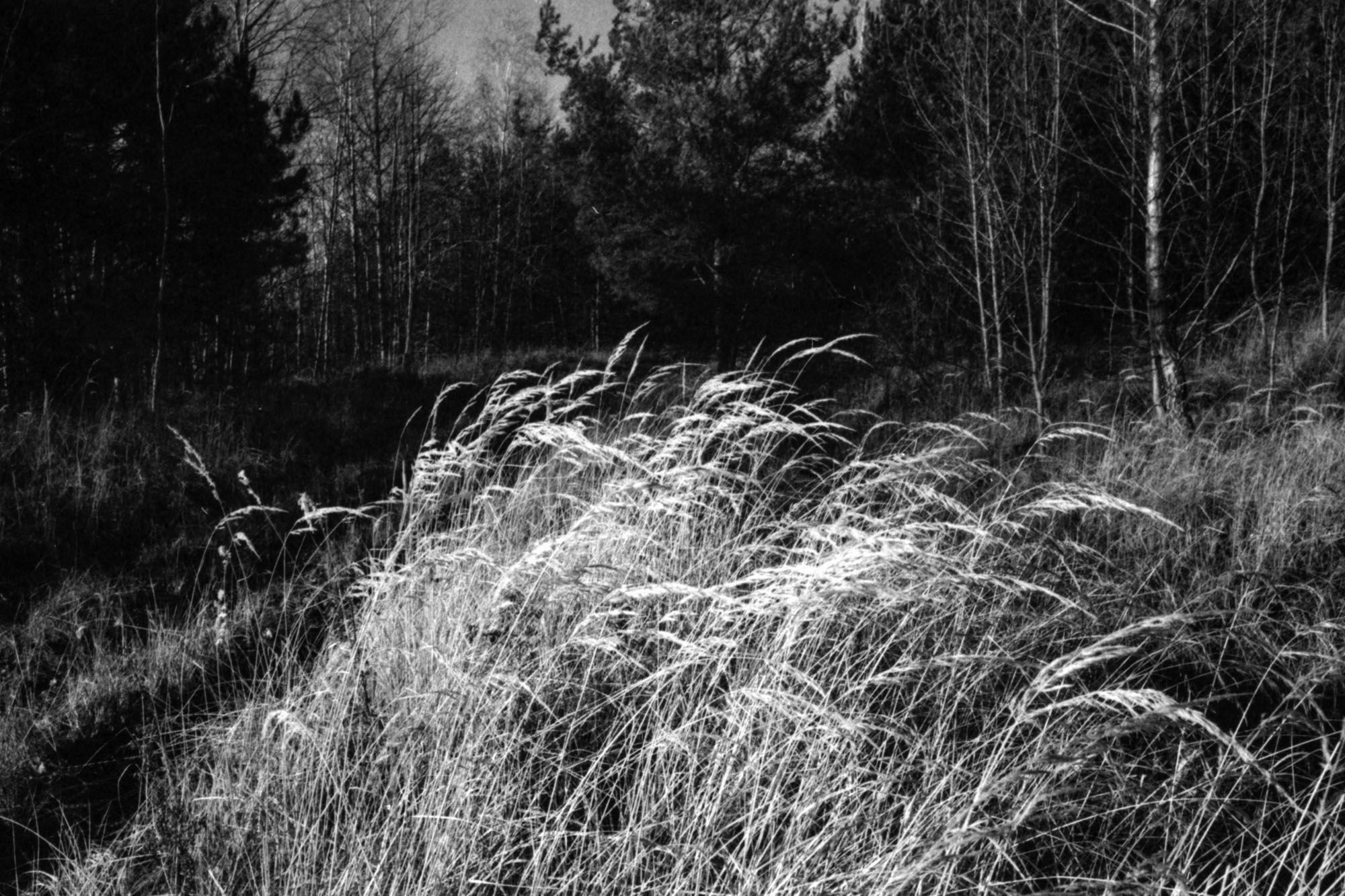 Das Schwarzweißbild zeigt Gräser im Vordergrund und Wald im Hintergrund und stellt eine natürliche, ruhige Landschaft dar.