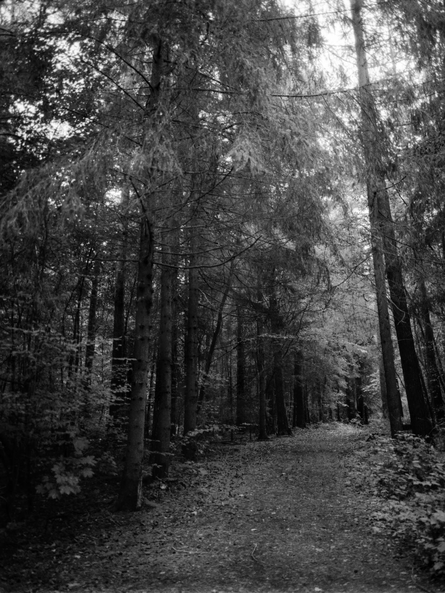 Waldweg mit hohen Bäumen in SW.