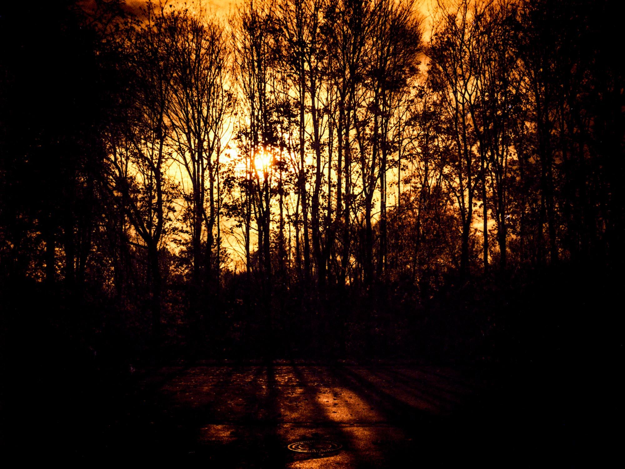 Redscale photography - Tree silhouette