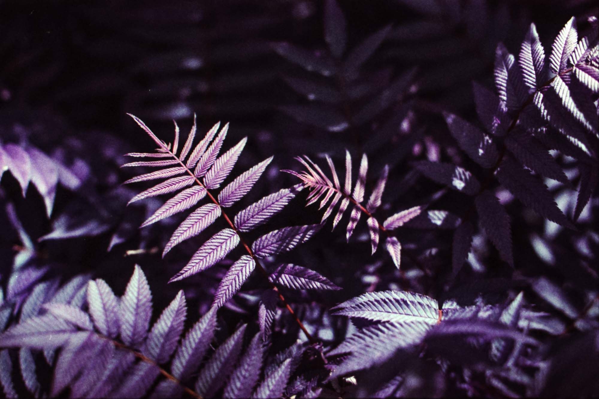 Fern in purple color.