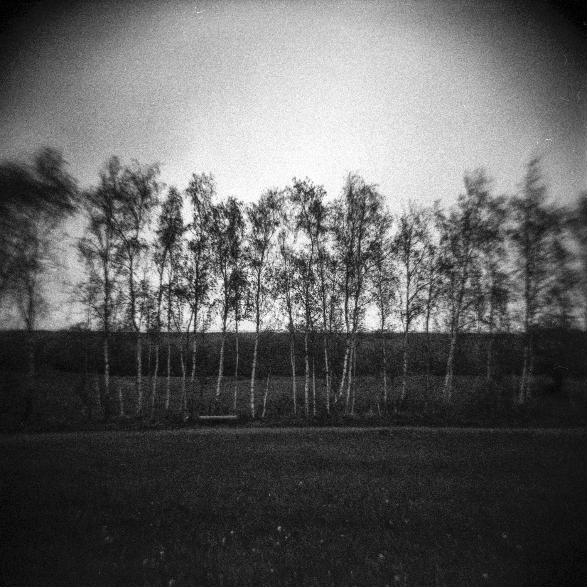 Row of trees. 