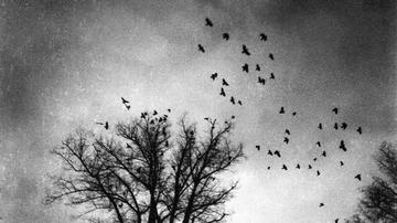 Flying crows in the sky in a black and white mysterious mood