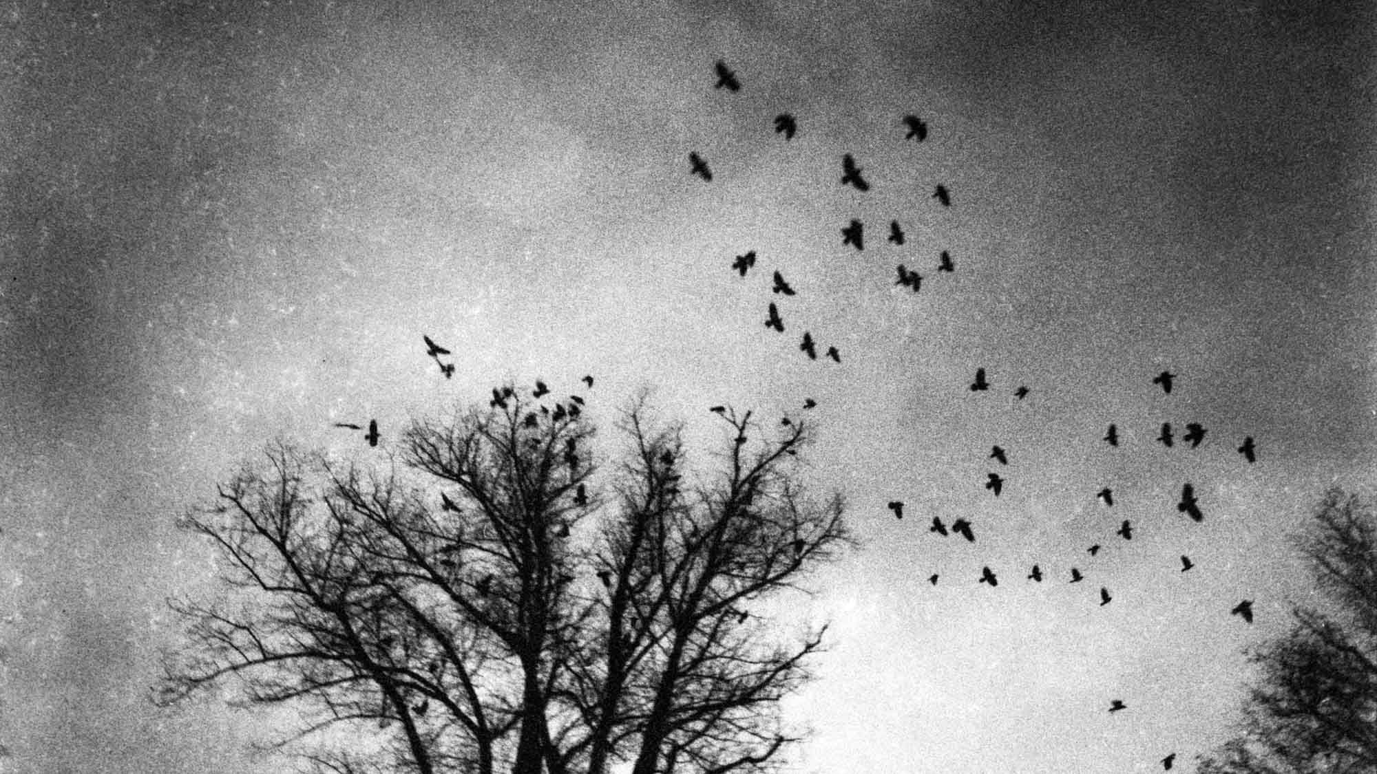 Flying crows in the sky in a black and white mysterious mood
