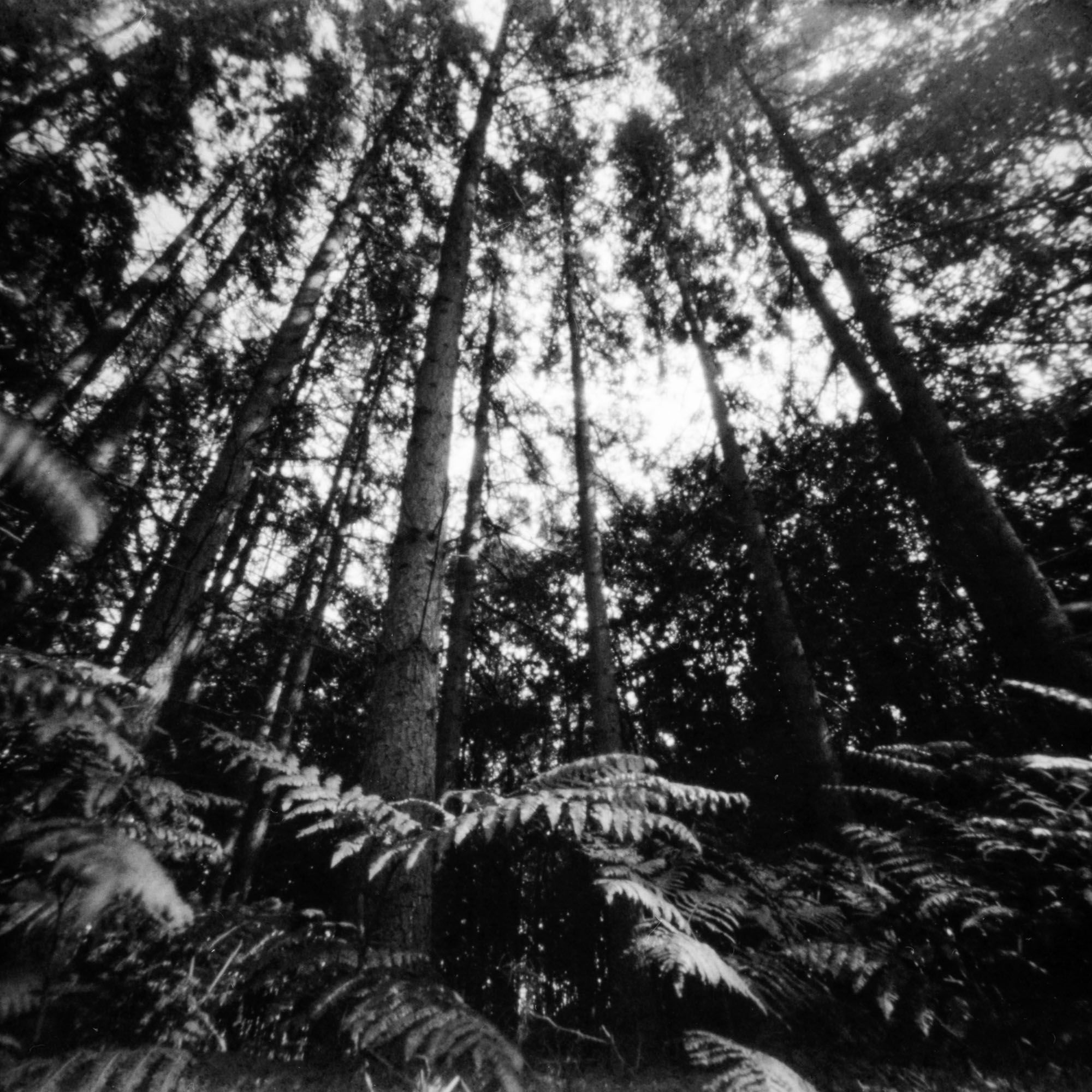 B/W picture surrounded by trees
