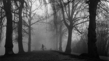 Nebliger Blick auf einen mystischen Weg mit Bäumen und einem Radfahrer in der Mitte.