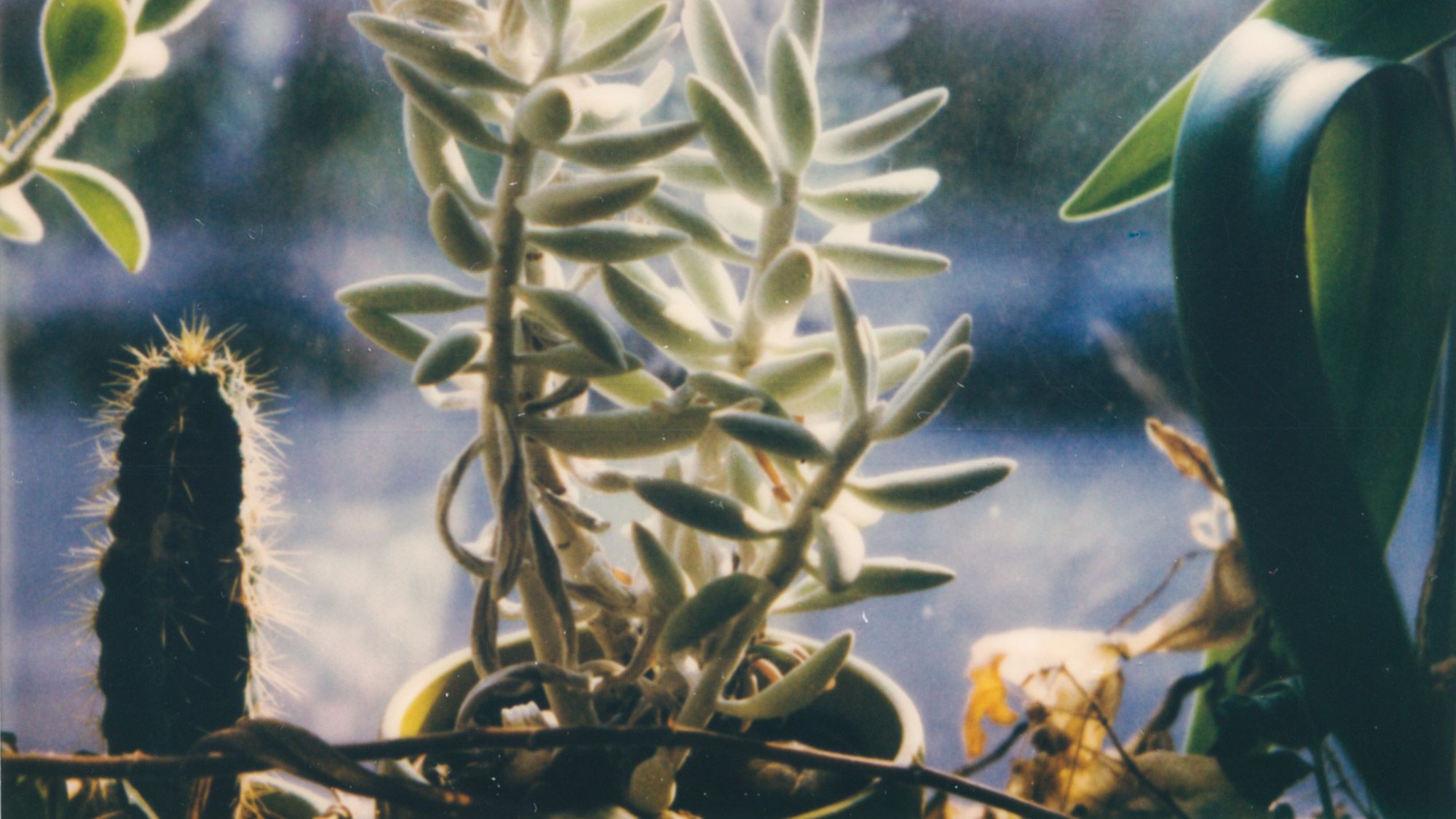 Polaroid eines Kaktus.