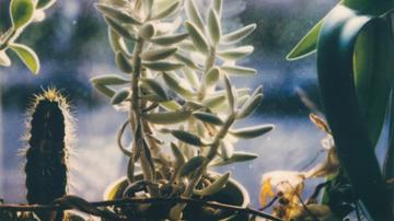 Polaroid eines Kaktus.