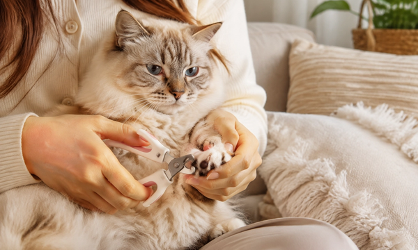 Best Cat Nail Clippers for Cats That Hate Grooming 2026: Quiet and Quick Options
