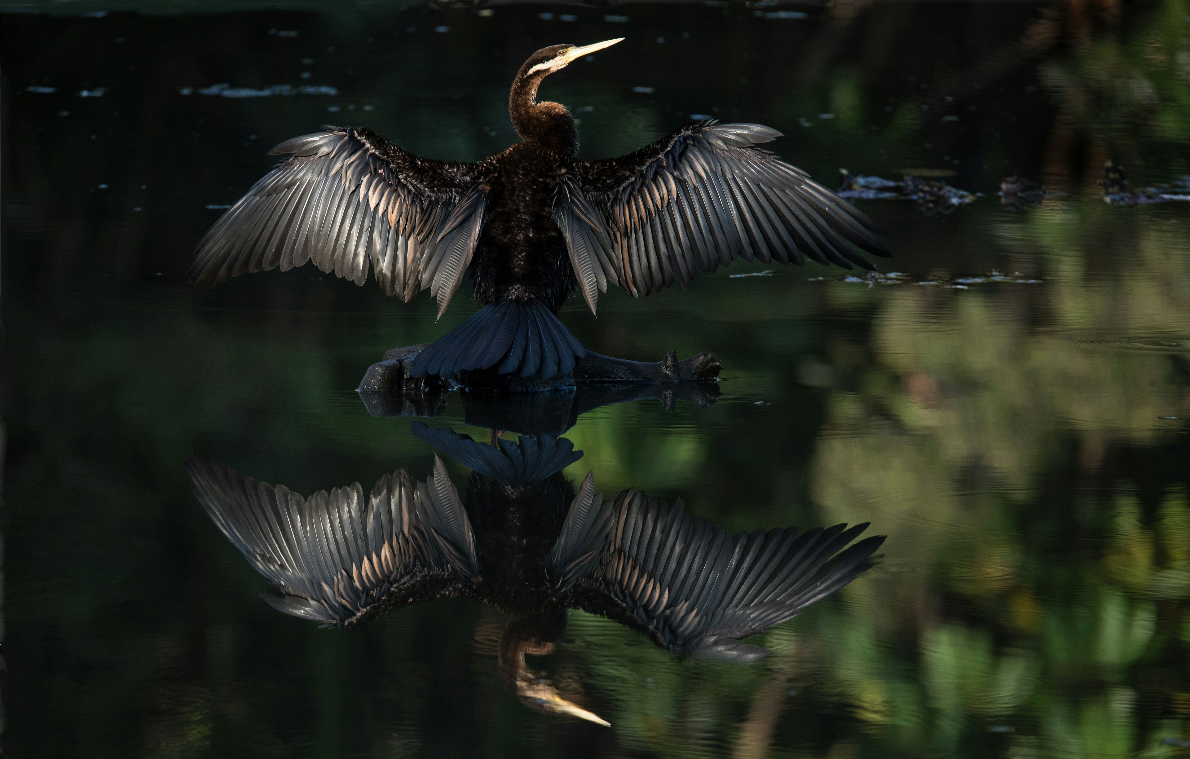 black coated bird
