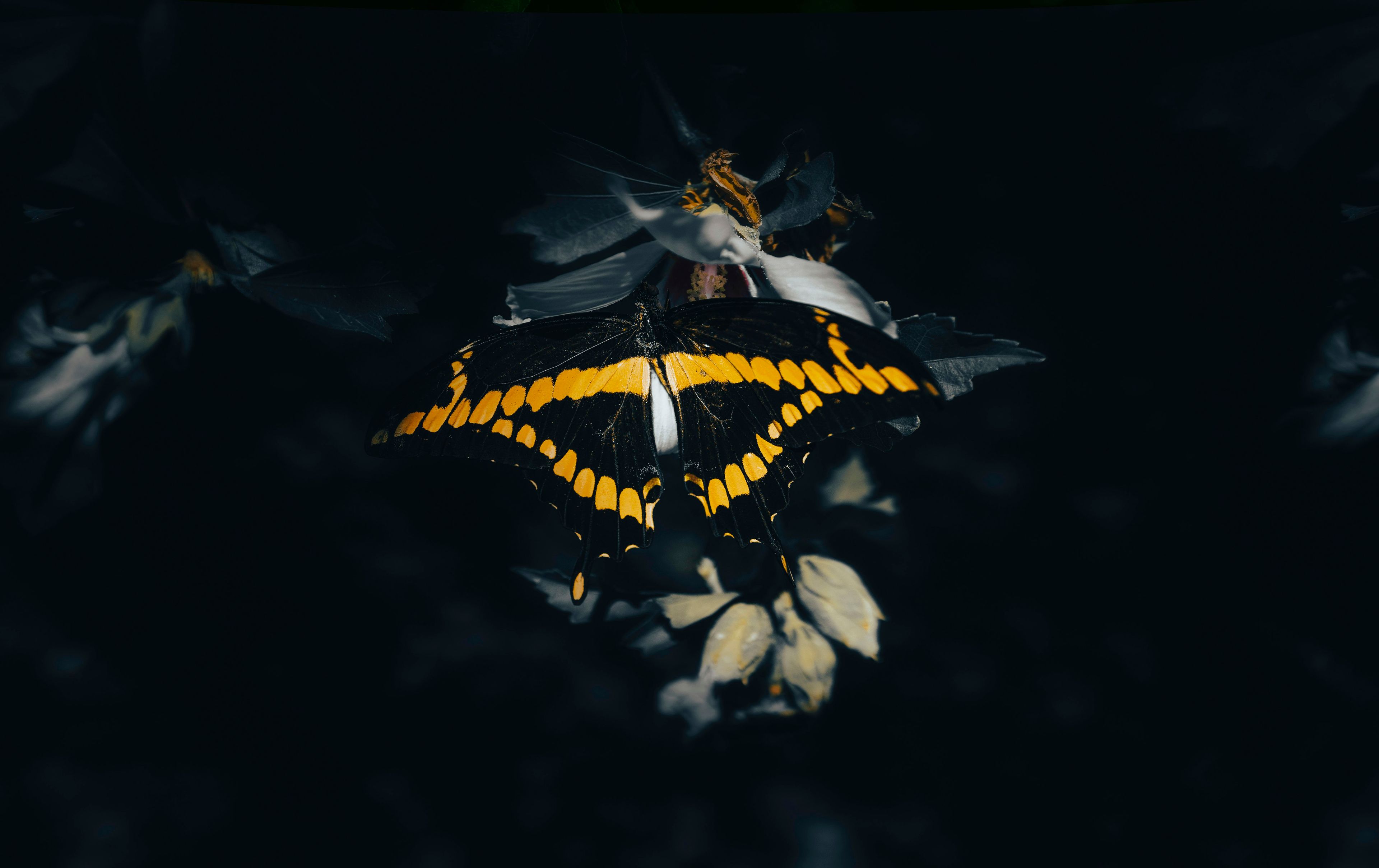 a butterfly on a black background