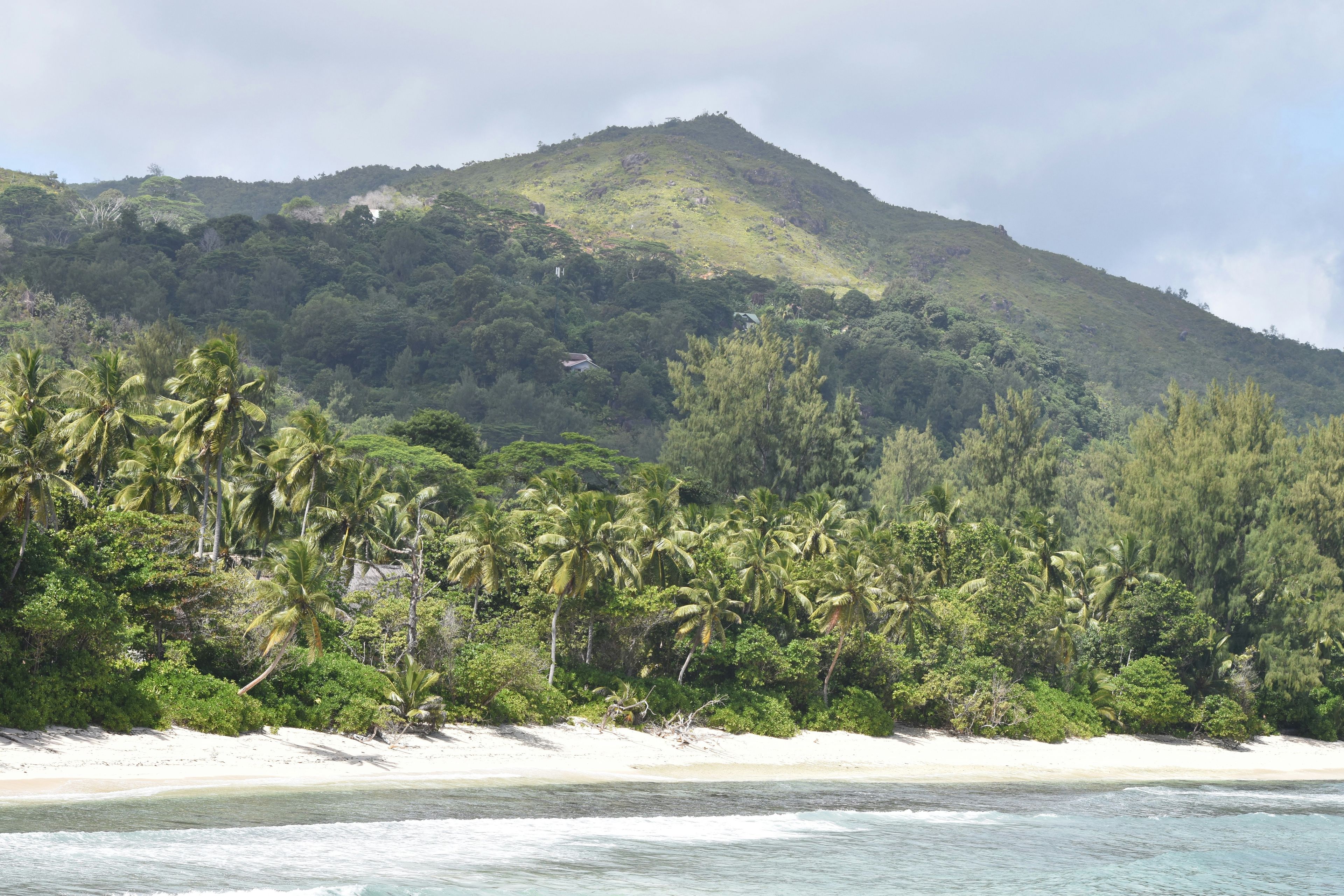 green trees on mountain near sea during daytime