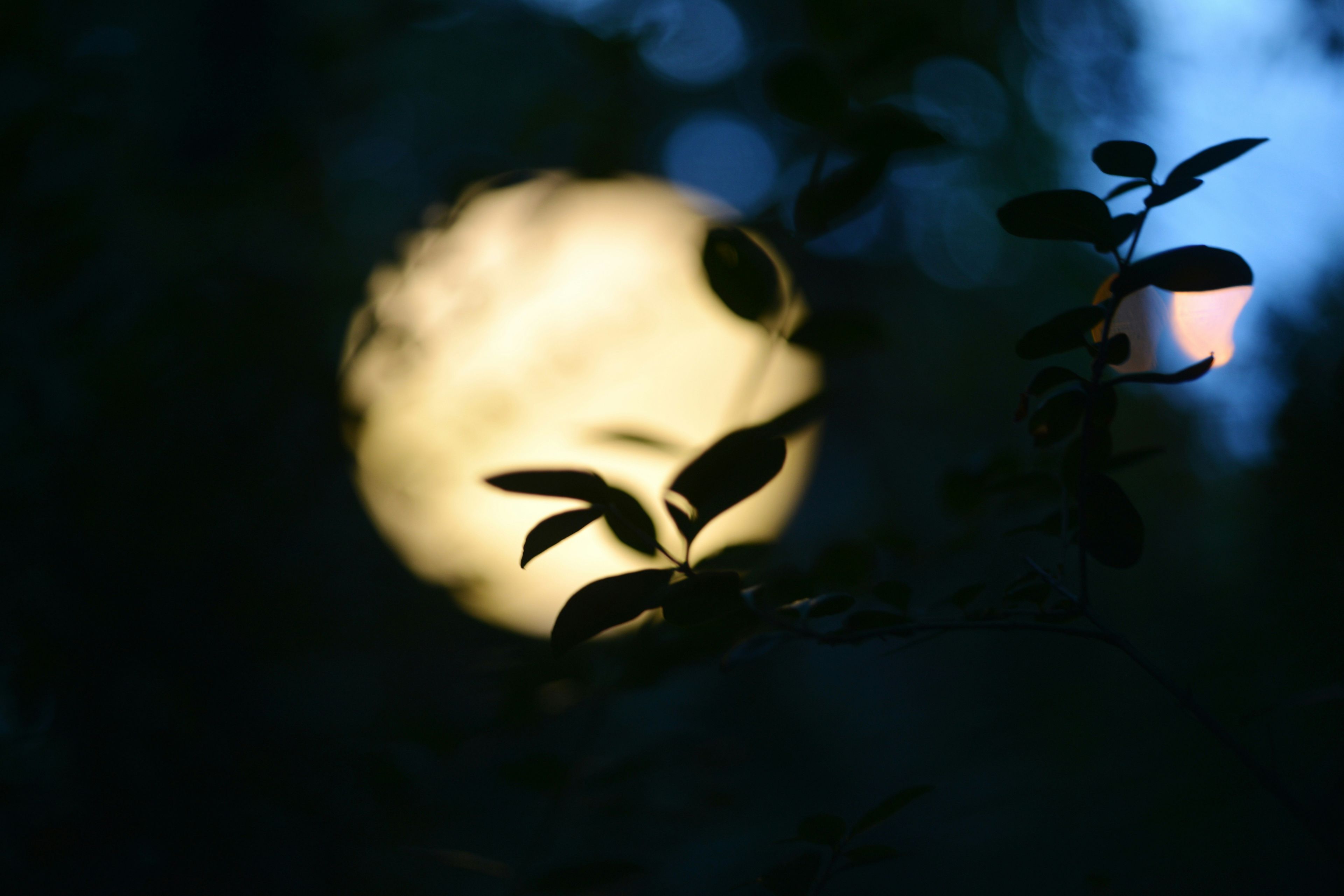 Moonlight shines through dark leaves at night