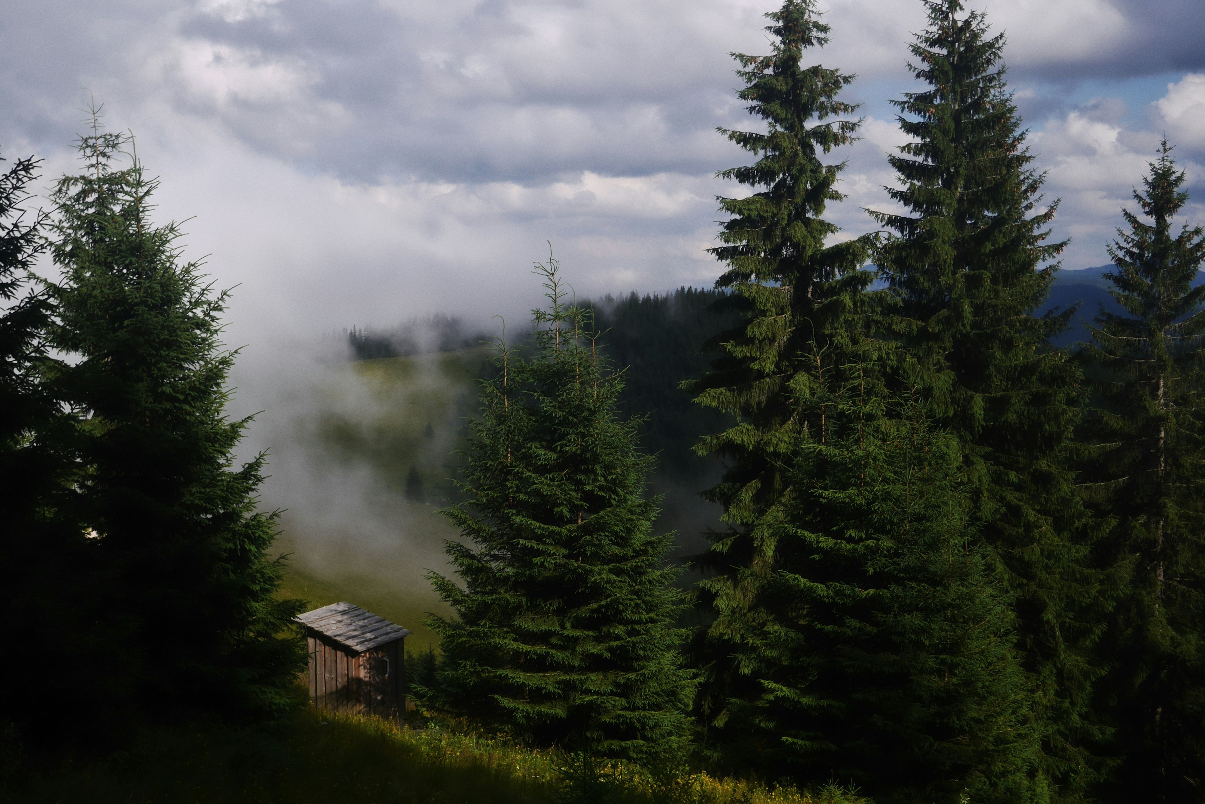 a small shack in a forest