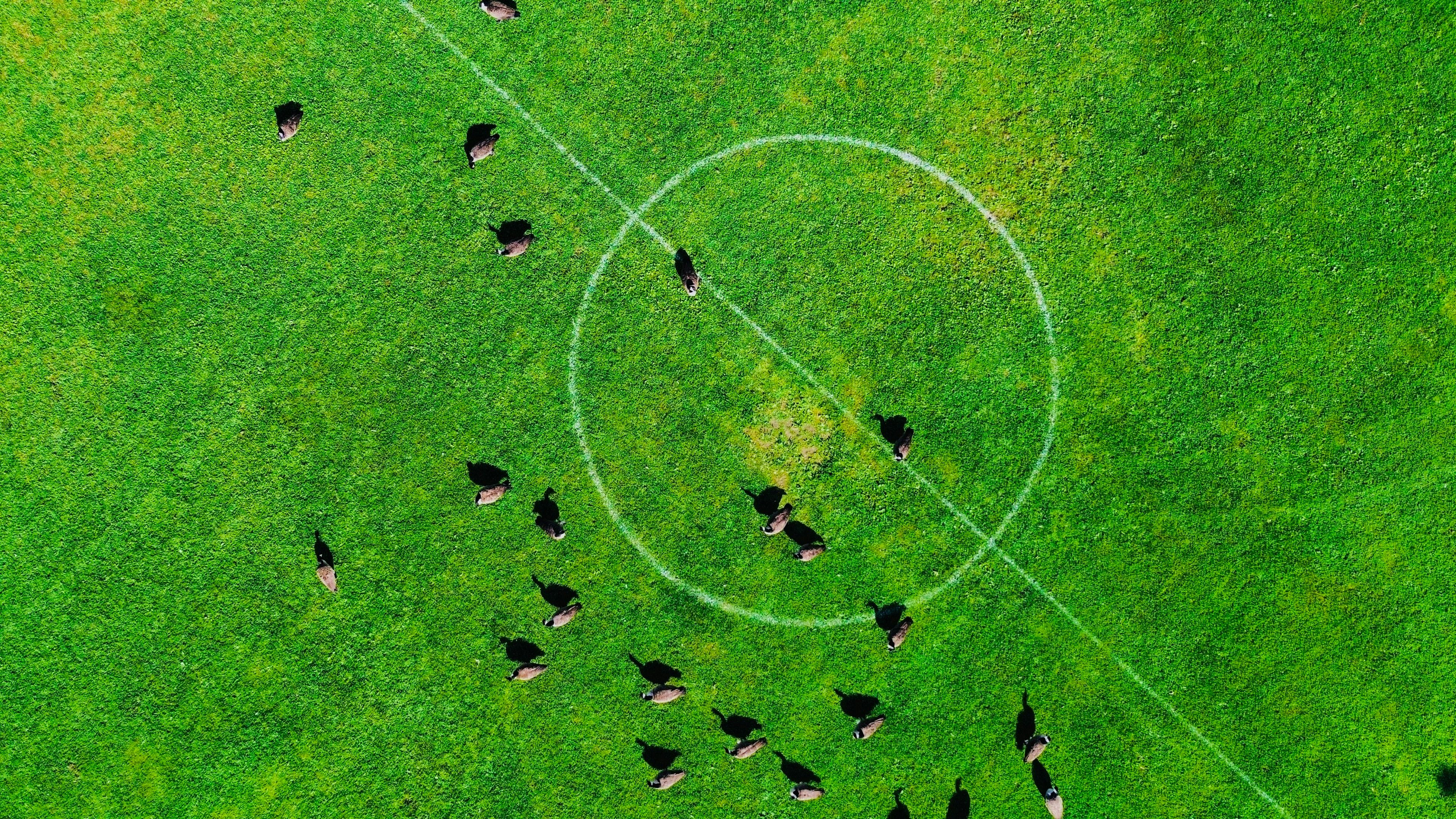 Sheep grazing on a vibrant green football field.