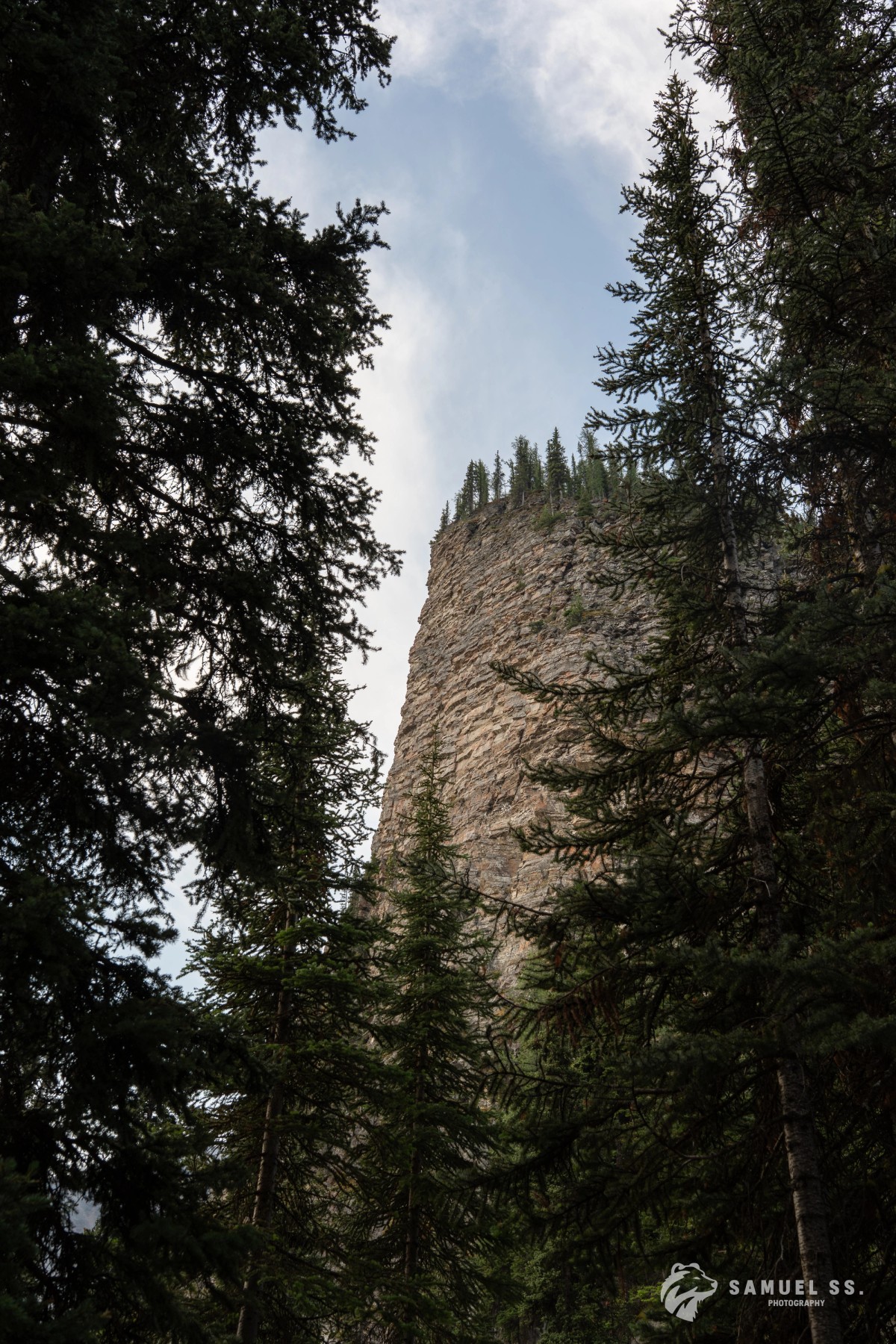 The Beehive through the trees