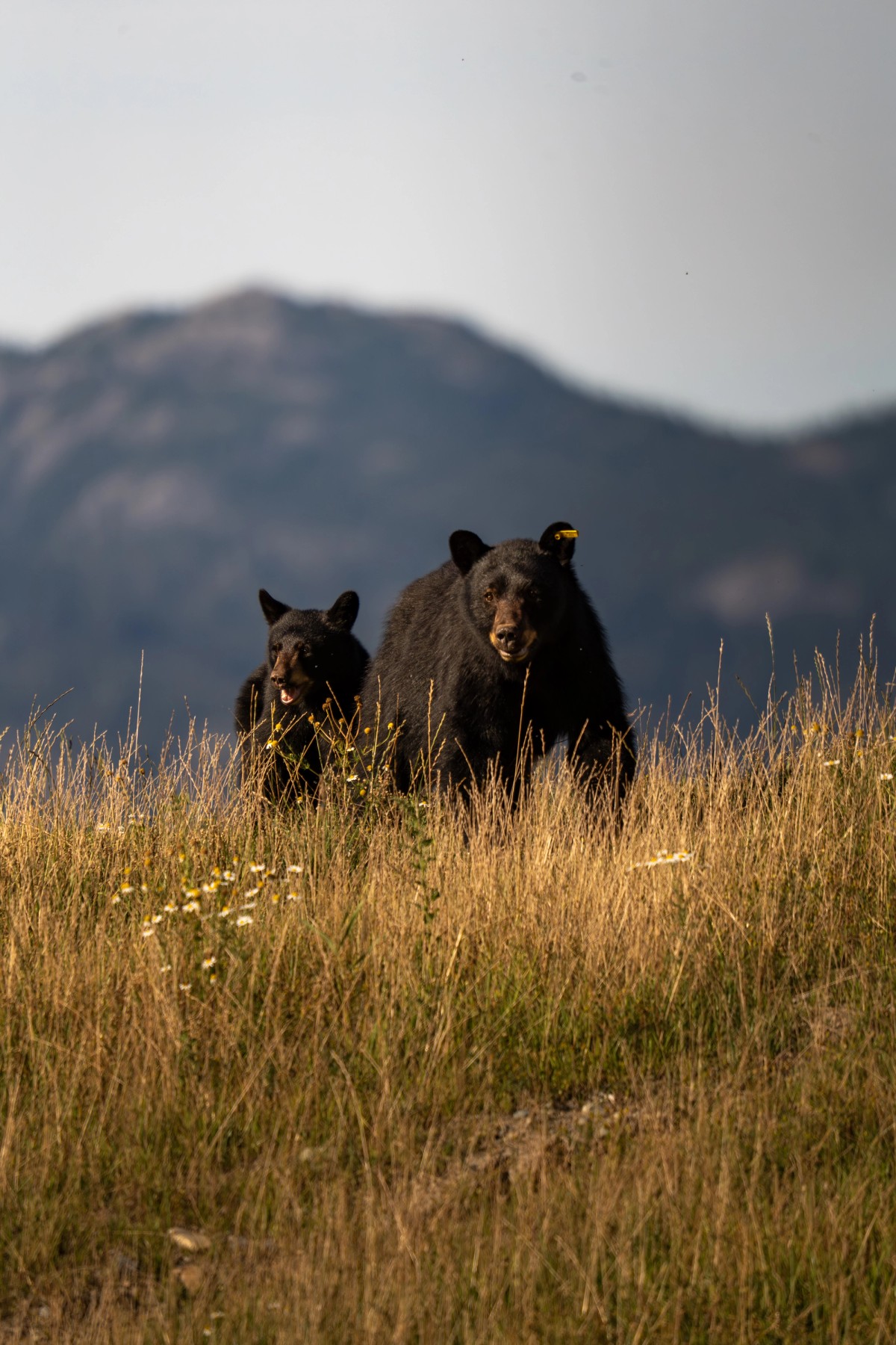 Mother Bear and Cub