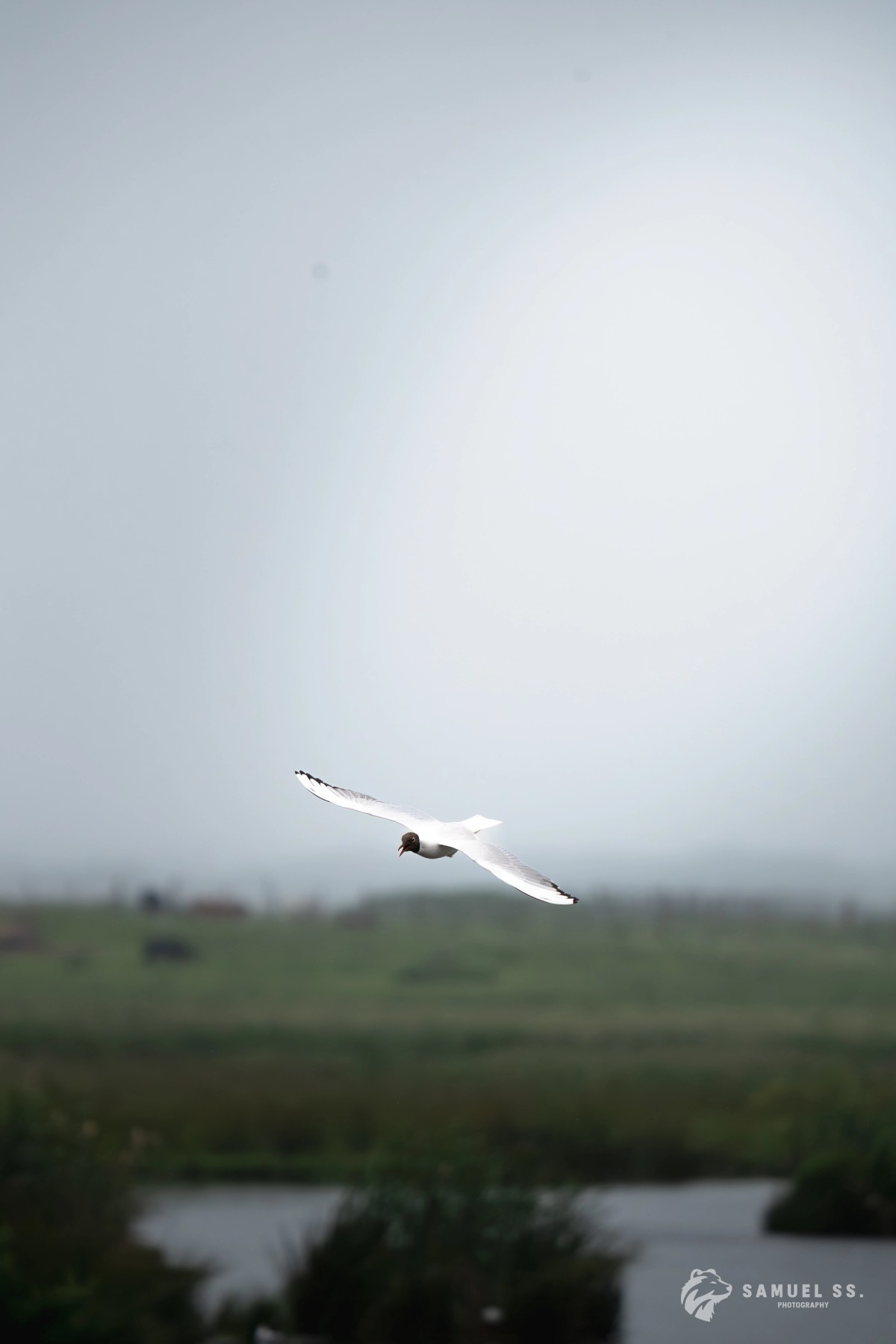 Black-headed gull gliding