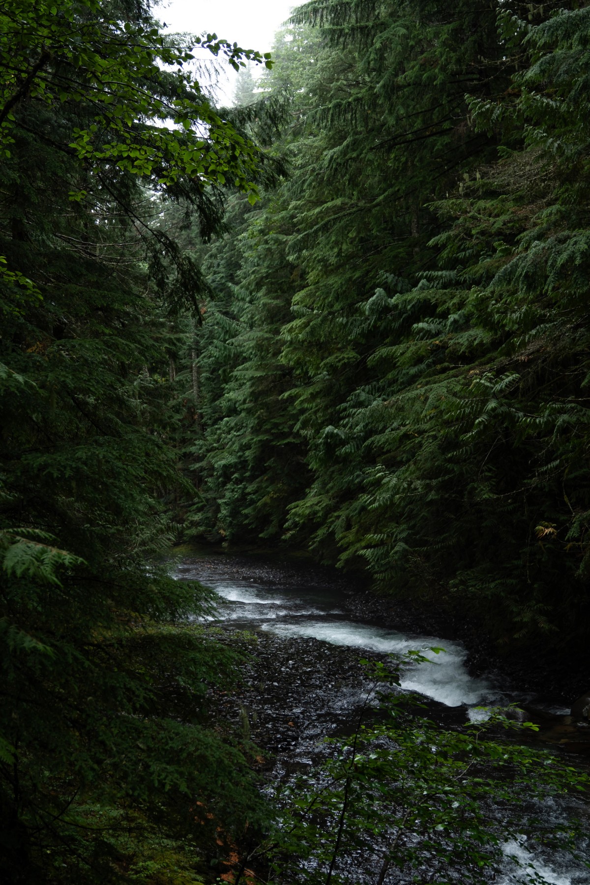 River Through the Trees