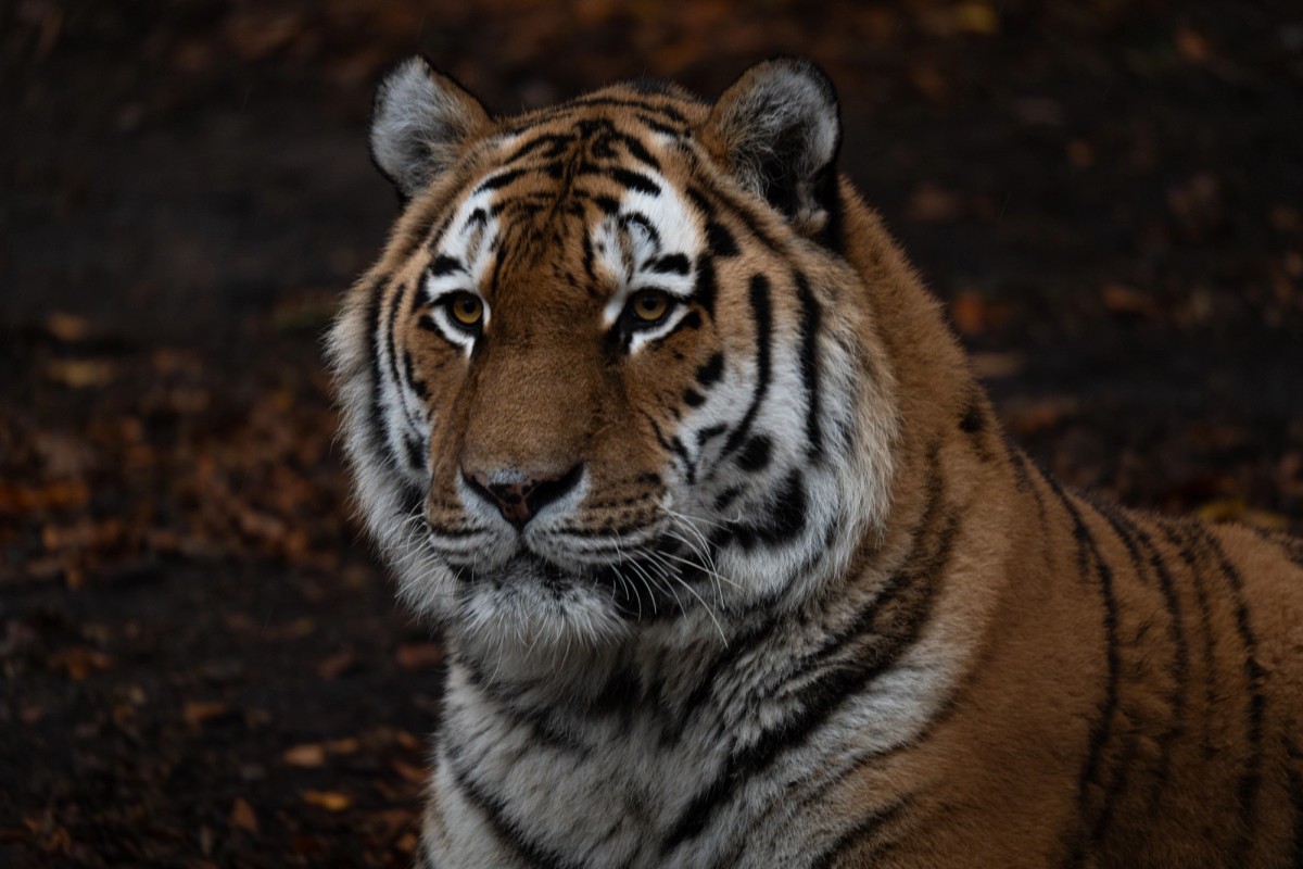 Pairi Daiza Tiger