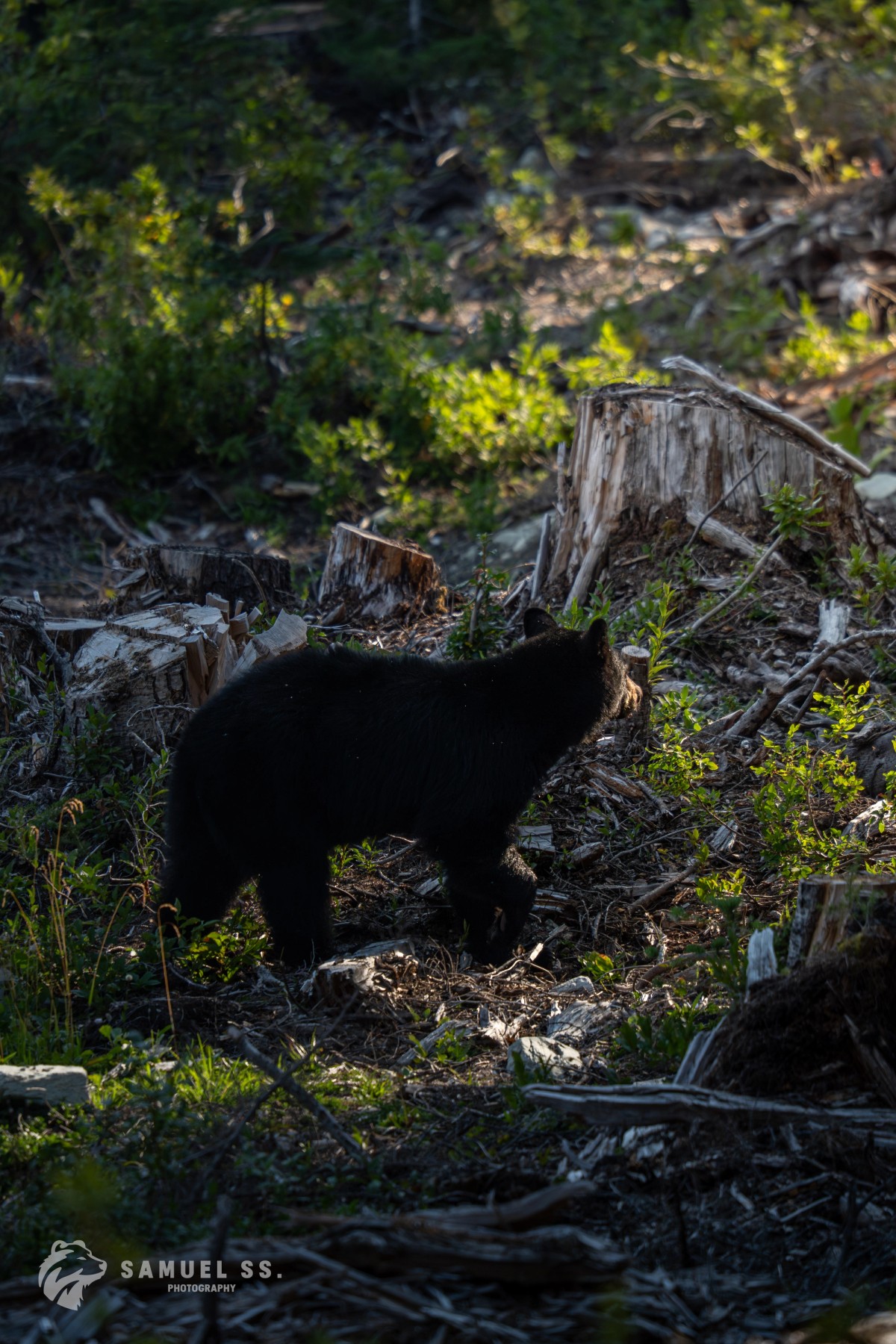 Bear in the Sunlight