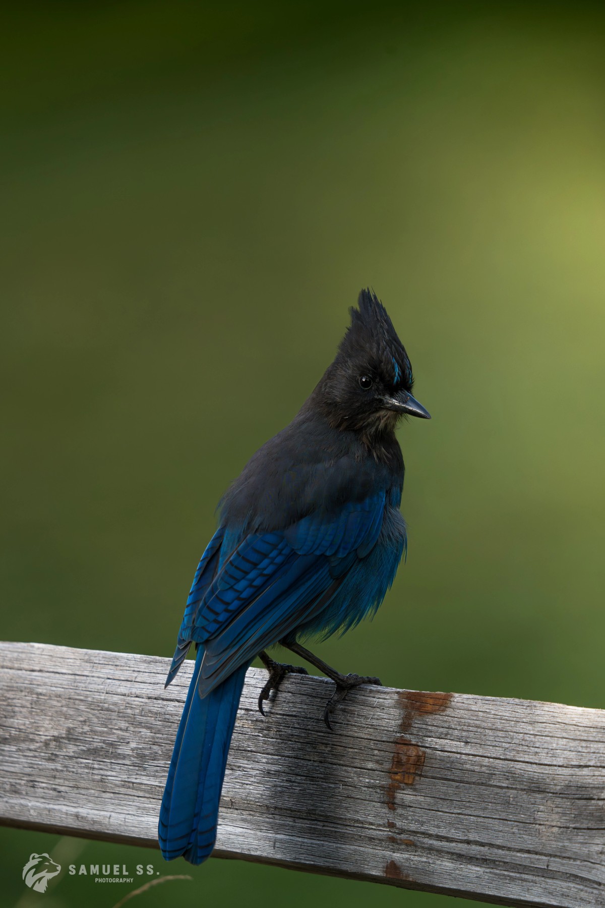 Steller's Jay