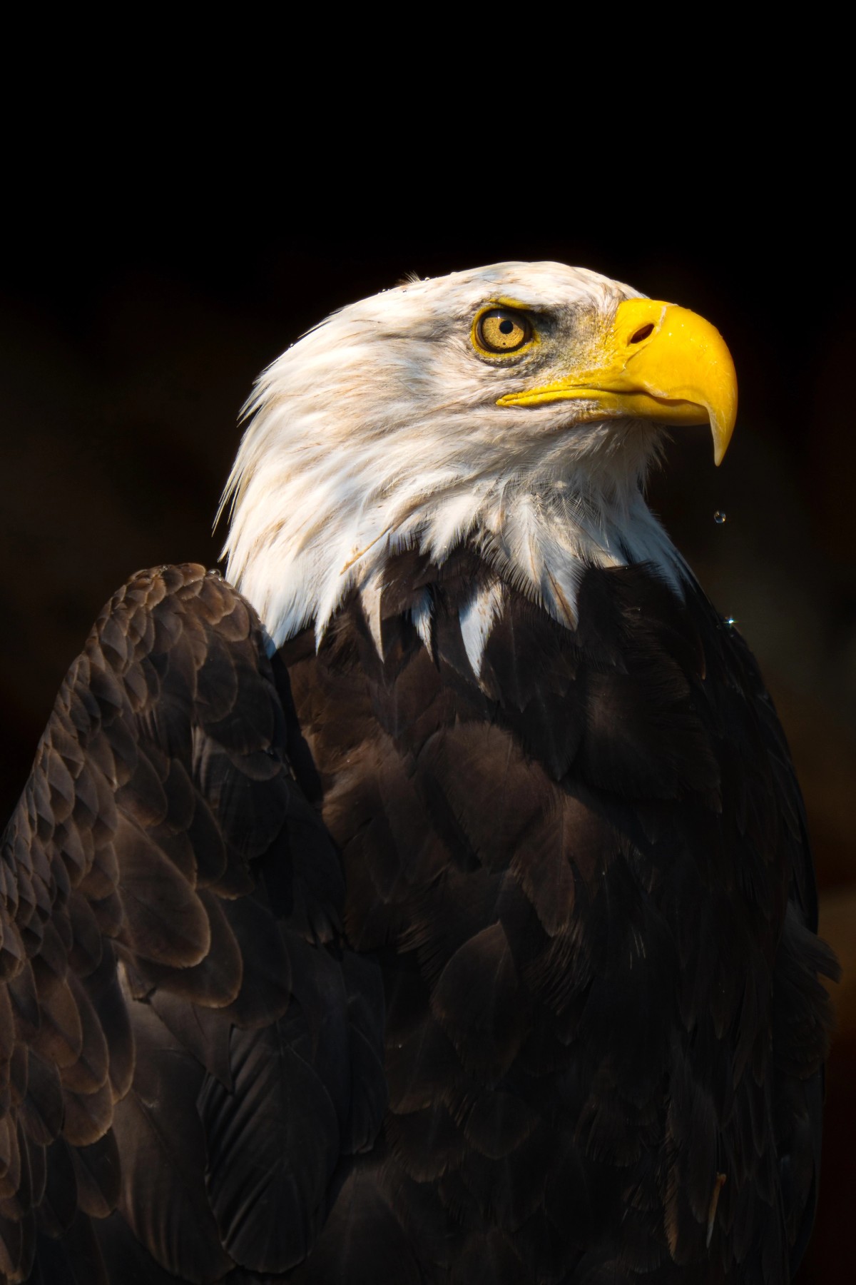 The Bald Eagle's Gaze