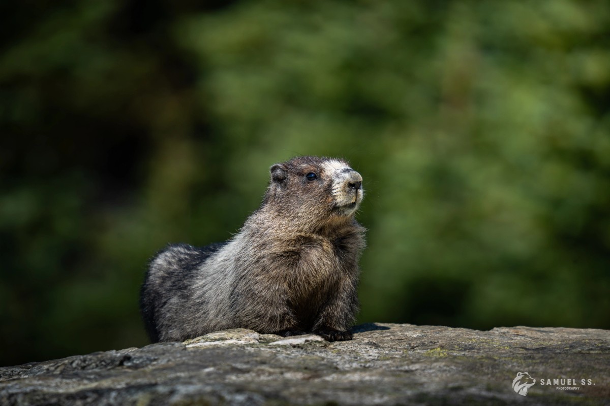 Relaxing Marmot